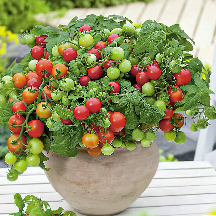 Dwarf Tomatoes Seeds | ๐
Flat 50% Saving๐